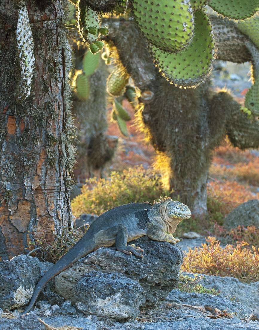 Luontoristeily Galapagossaarille & Sademetsäretki Amazonille Lennämme KLM:n hyvillä yhteyksillä suoraan Ecuadorin pääkaupunkiin Quitoon, jonka espanjalaiset perustivat vanhan inkahallintokeskuksen