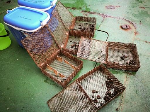 Kuva 8: Sinisimpukat ja passiivikeräimet kahden kuukauden häkityksen jälkeen. Copyright: Anu Lastumäki Picture 8: Mussels and passive samplers in cages after two months of exposure in the sea.