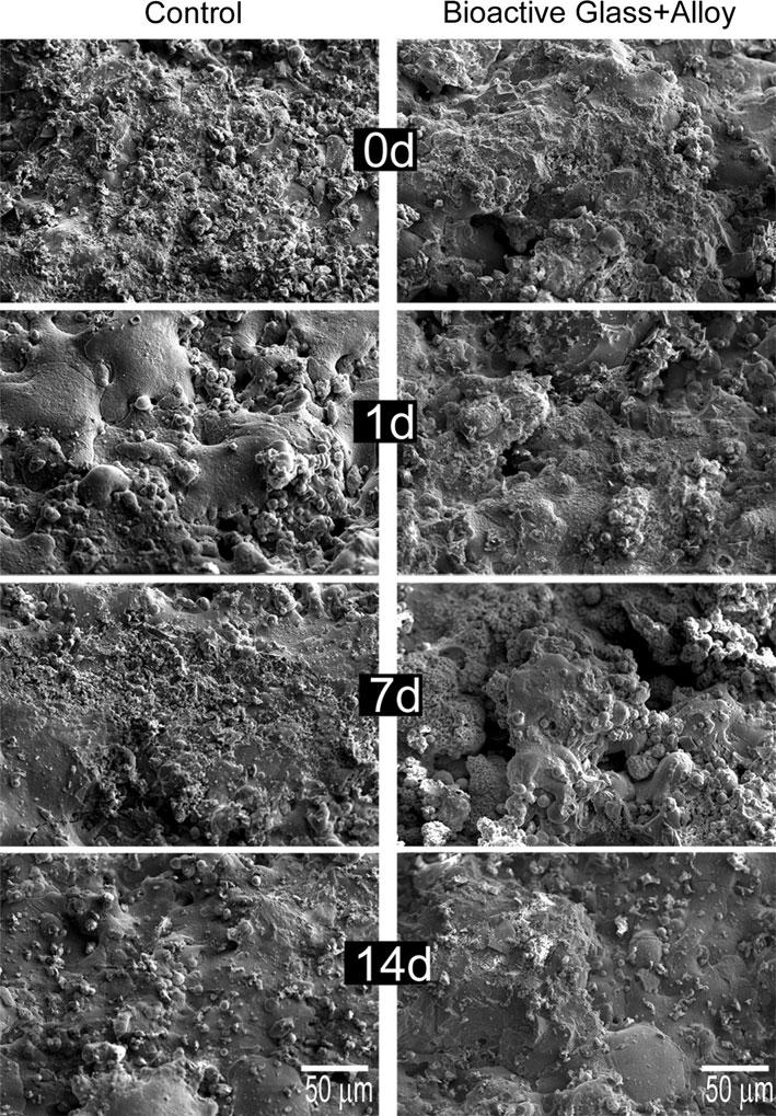 Further work beyond this preliminary study will be required to maximize the pore sizes in the coatings and to assess the degree of pore interconnectivity.