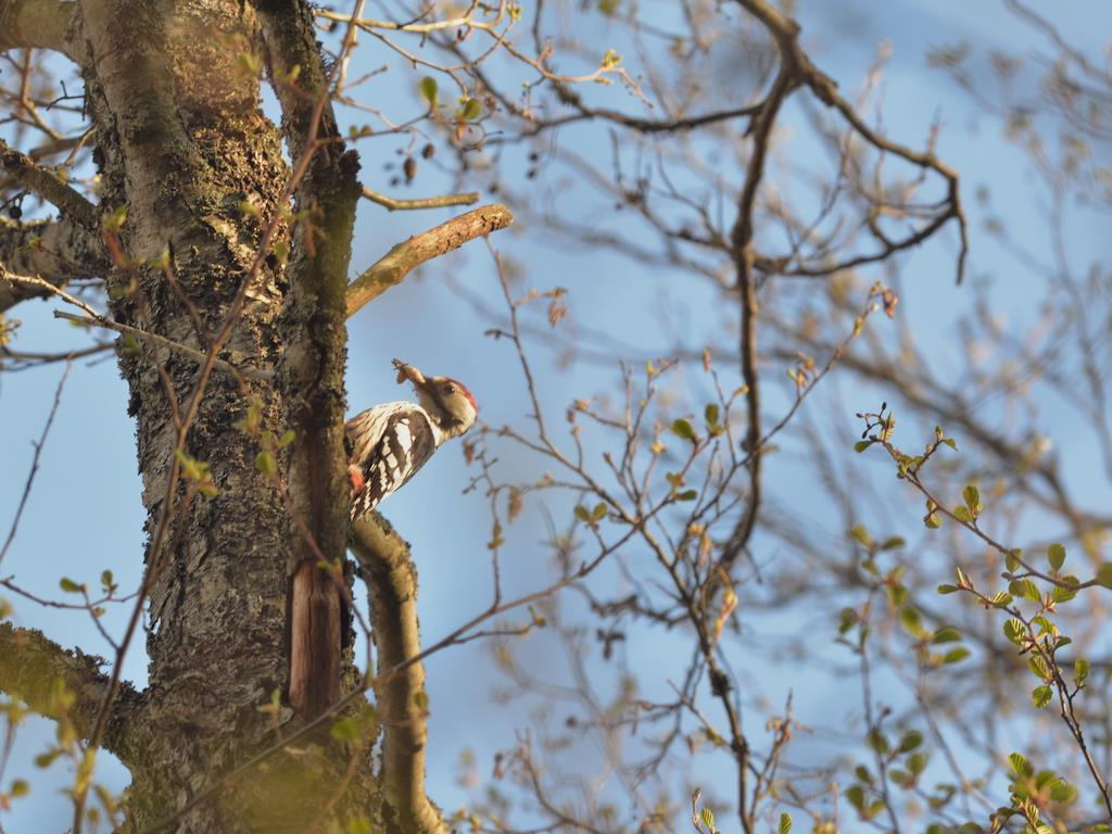 Metsät Valkoselkätikkakanta (VU) kasvussa Ilman