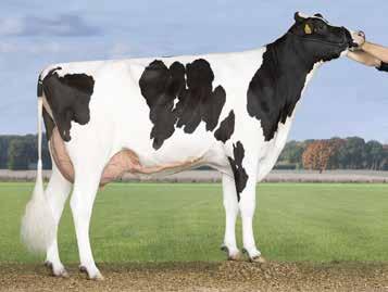 ensikkona 12 300 kiloa maitoa kovilla pitoisuuksilla 4,3 ja 3,82. VH Bronskin kasvattaja on Henrik Grönne Tanskasta.