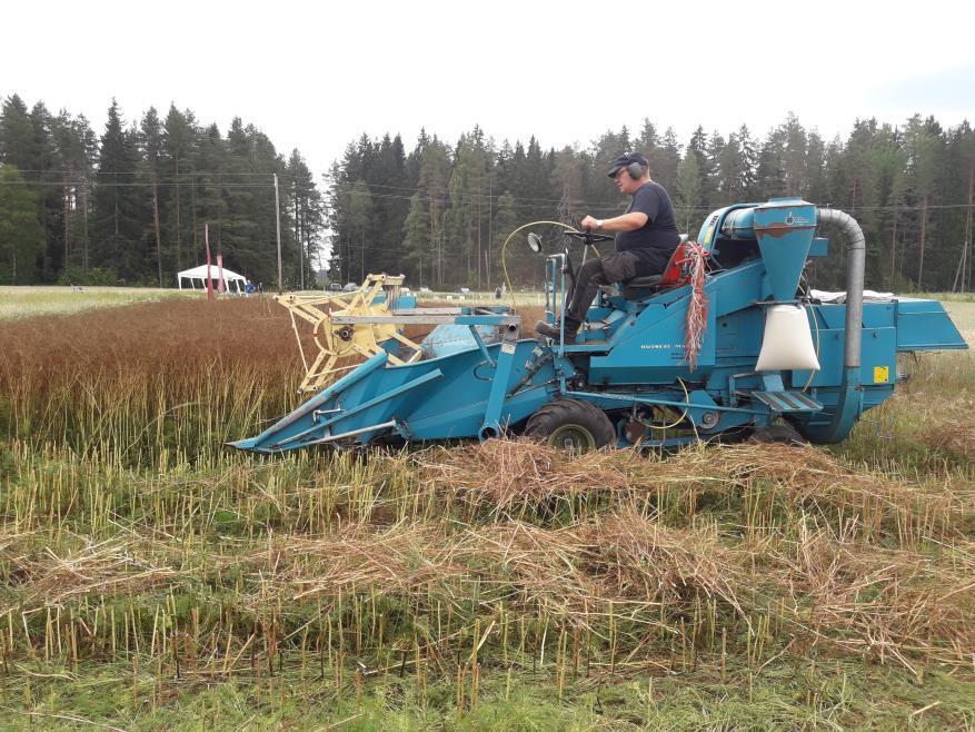 TP4. Uudet viljelykasvit, viljakasvien sadon