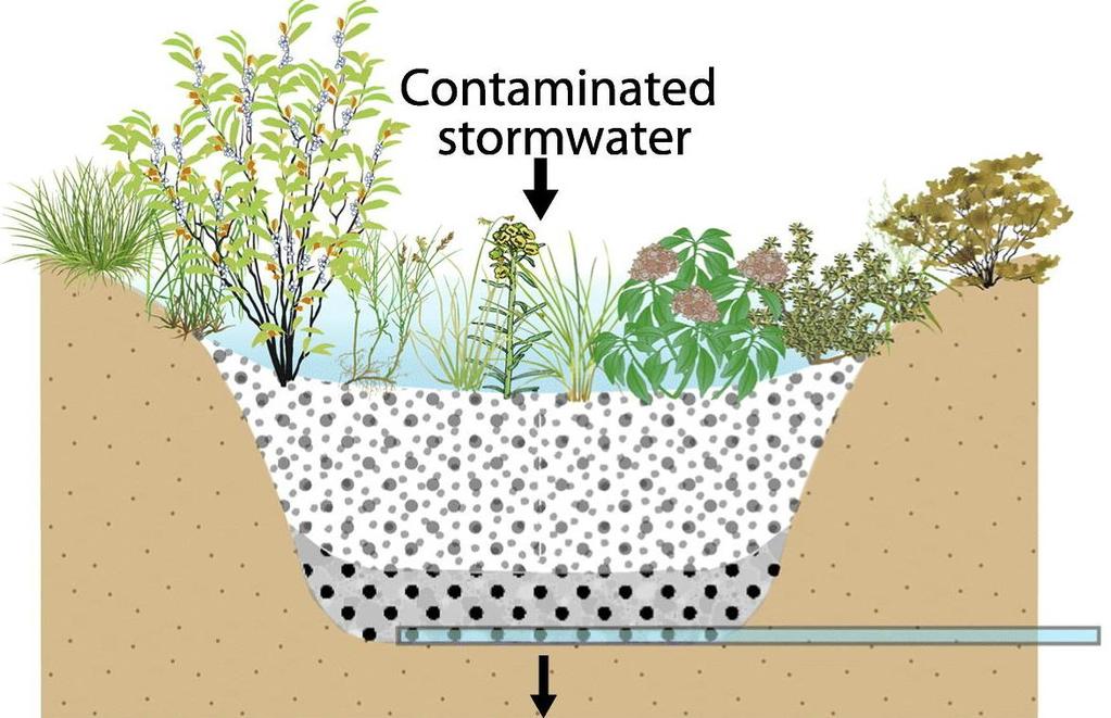 Biosuodatus Biosuodatuksella tarkoitetaan huleveden johtamista ja suodattamista kasvillisuuden peittämien maarakenteiden ja mahdollisesti erilaisten suodatusmateriaalien läpi, jolloin epäpuhtauksia