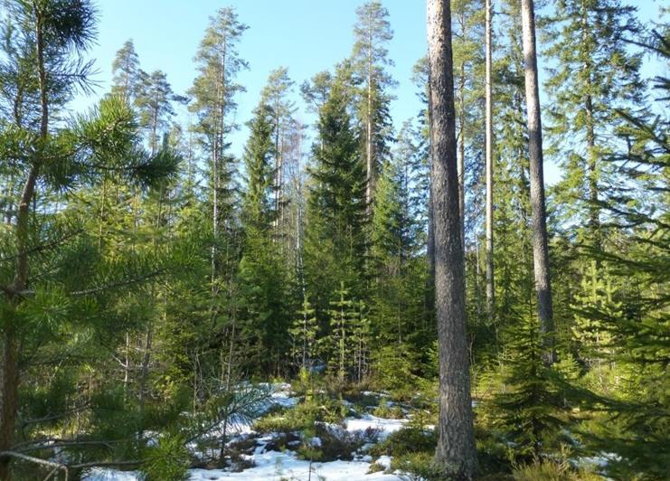 tulisi toimia Arto Koistinen, Tapio Oy Kuopio 26.3.