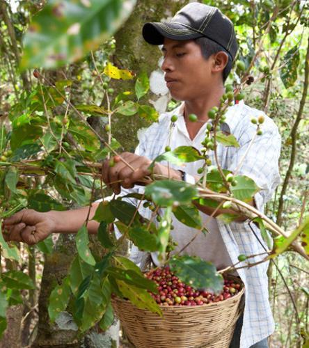 Miten Reilu kauppa on syntynyt? Reilu kauppa sai alkunsa meksikolaisten kahvinviljelijöiden aloitteesta vuonna 1988.