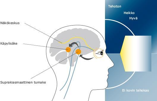 Kun valo tulee silmän sisään, lähettää verkkokalvo signaaleja aivojen näkökeskukseen sekä suprakiasmaattiseen tumakkeeseen (kuva 2). KUVA 2.