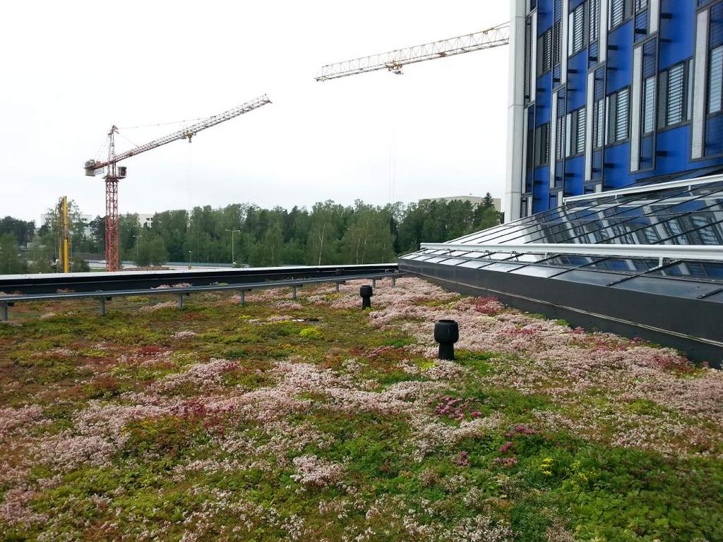 Nordic Green Roof - kotimainen, luotettava toimittaja Nordic Green Roof maksaruohoviherkaton etuja: Kotimainen viljelijä Tammisaaresta, kotimaiset lajikkeet Usean lajin sekoitus varmistaa maksaruohon