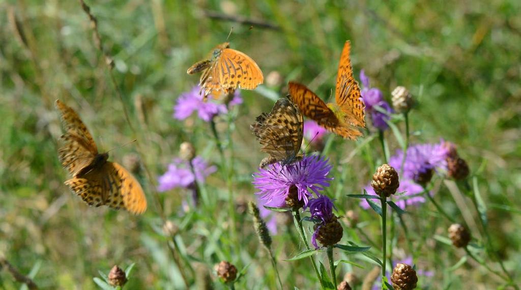 Näistä orvokkihopeatäplä (Speyeria aglaja; kuva 5) ja suohopeatäplä (Boloria aquilonaris) ovat olleet seurannassa runsaampia vain vuonna 1995, ja pursuhopeatäplä (Boloria euphrosyne) vuonna 2000.
