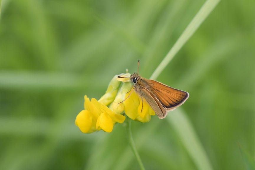 vain kuusi lajia oli nyt niukimmillaan, joukossaan lauhahiipijä (Thymelicus lineola) ja tesmaperhonen loppukesän kuivuudessa kärähtäneiltä heinämailta.