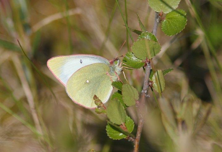 JUHA MAJALA JUHA JANTUNEN Lanttuperhoset (Pieris napi) dominoivat keväästä syksyyn: niitä laskettiin enemmän kuin kahtena edelliskesänä yhteensä!