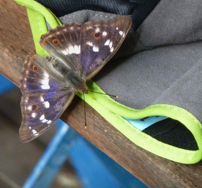 KUVA 3. FIGURE 3. Liuskaperhonen (Polygonia c-album) jäi keskivertovuoden luvuistaan, mutta saavutti kaksi rajapyykkiä: se on 15. laji, jota on ilmoitettu yli 100 000 yksilöä ja 18.