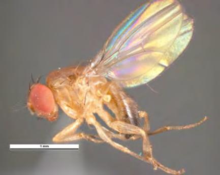 Mahlakärpäset (Drosophila) Aikuinen: 2-3 mm pitkä. Ruumis puna-, kellan tai mustanruskea (takaruumiissa tummia poikkiraitoja). Useilla lajeilla punaiset silmät.