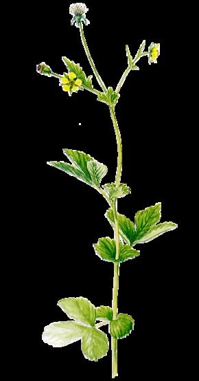 Kyläkellukka, Geum urbanum * Korkeus 30-70 cm * Kukkii kesä - elokuu * Viihtyy niityillä, puistoissa & puutarhoissa, pientareilla, joutomailla, metsänreunoilla Tarvitsee