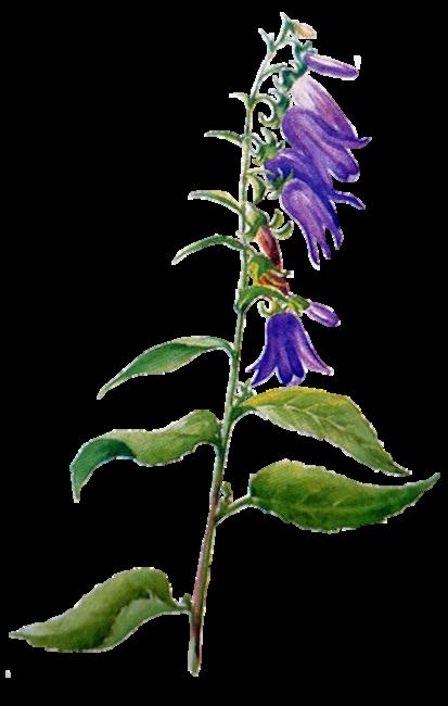Vuohenkello, Campanula rapunculoides * Korkeus 20-90 cm * Kukkii heinä - syyskuussa * Viihtyy monenlaisessa maaperässä, niityillä Lajitovereidensa tapaan vuohenkellolla on nimikkoeläimensä,