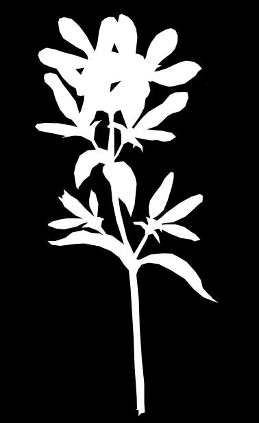 Suopayrtti, Rohtosyöpäyrtti Saponaria of icinalis * Korkeus 30-90 cm * Kukkii heinä - syyskuussa * Viihtyy niityillä multavassa, kalkkipitoisessa moreenimaassa.