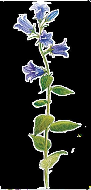 Ukonkello, Campanula latifolia * Korkeus 60-120 cm * Kukkii heinä - elokuussa * Viihtyy muiden perennojen joukossa tai