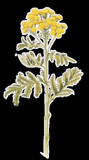 Pietaryrtti, Tanacetum vulgare * Korkeus 30-150 cm * Kukkii heinä-syyskuussa, toisinaan lokakuulle saakka * Viihtyy niityillä, kuivassa, aurinkoisessa, sora- / hiekkapitoisessa maassa.