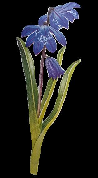 Idänsinililja, Scilla siberica * Korkeus 15-25 cm sipulikasvi * Kukkii huhtikuusta kesäkuulle Sopii istutuksiin ja nurmikoille, leviää laajoiksi matoiksi. Ei liian kuumille alueille.