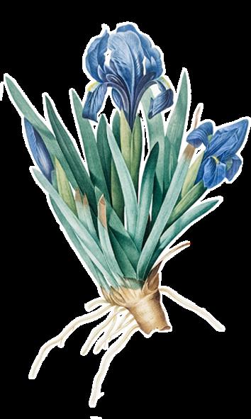Kääpiökurjenmiekka, Iris pumila * Korkeus noin 20 cm * Kukkii touko -