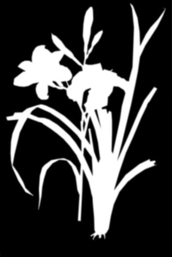 Rusopäivänlilja, Hemerocallis fulva * Korkeus 40-90 cm * Kukkii heinä - elokuussa * Viihtyy auringosta - puolivarjoon, multavassa, kosteahkossa maaperässä Päivänliljat ovat kotoisin Itä Aasiasta,