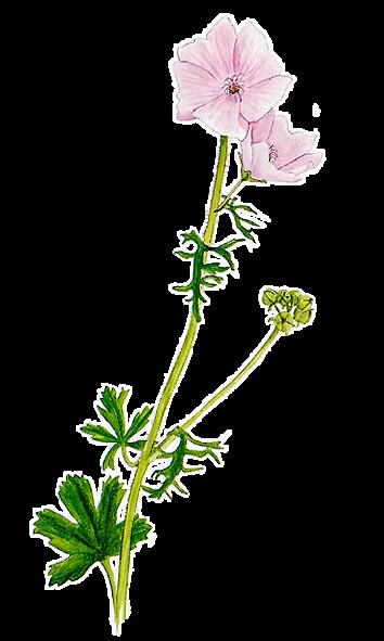 Myskimalva, Malva moscha a * Korkeus 40-70 cm * Kukkii heinä - syyskuussa * Viihtyy aurinkoisella kasvupaikalla läpäisevässä hiekka- tai moreenimaassa.
