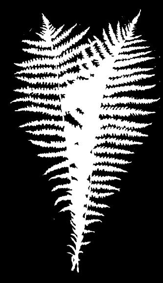 Kotkansiipi, Matteuccia struthiopteris * Korkeus 100-120 cm * Viihtyy puolivarjoisassa paikassa, muodostaa