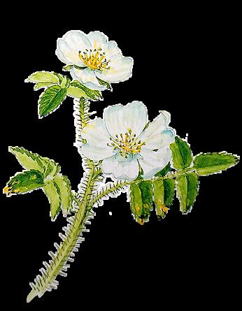 Juhannusruusu, Rosa pimpinellifolia Plena * Korkeus 150-200 cm * Kukkii kesäkuussa * Viihtyy auringossa ja puolivarjossa Tiheitä kasvustoja juurivesojen avulla muodostava piikikäs pensas.