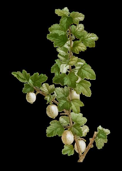 Karviaismarja, Ribes uva-crispa * Korkeus 50-100 cm * Kukkii touko - kesäkuussa, tekee marjat myöhemmin kesällä * Viihtyy multavassa maassa Tulokaslaji Keski-Euroopasta, luonnossa karviaiset ovat