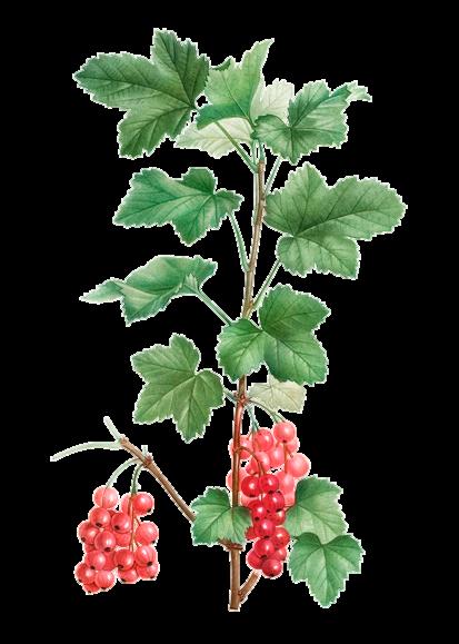 Punaherukka, Ribes rubrum Pohjanpunaherukka, Ribes spicatum * Korkeus 1-1,5 m * Kukkii touko-kesäkuussa, tekee punaisia, kirpeitä ja C-vitamiinia sisältäviä marjoja.