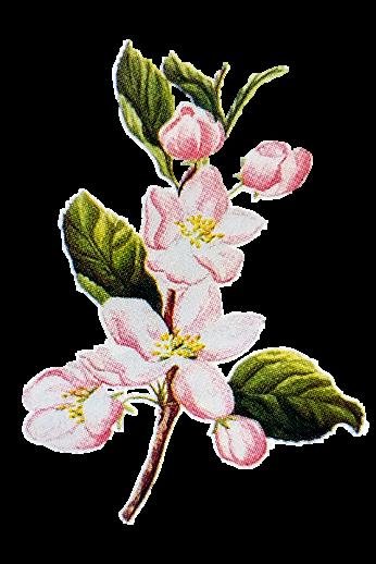 Tarhaomenapuu, Malus domestica * Korkeus 3-8 m * Kukkii touko - kesäkuussa,