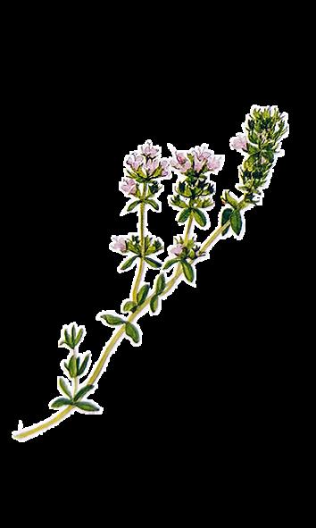 Kangasajuruoho, Thymus serpyllum * Korkeus 3-10 cm * Kukkii heinä - elokuussa * Viihtyy harjuilla, hiekkakankailla, penkereillä ja kedoilla Voimakastuoksuinen, mattomaisia kasvustoja muodostava varpu.