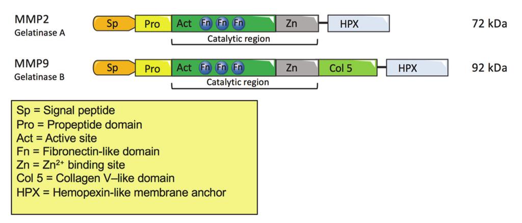 were insufficient knowledge of cancer biology and MMP complexity as well as the lack of inhibitor specificity.