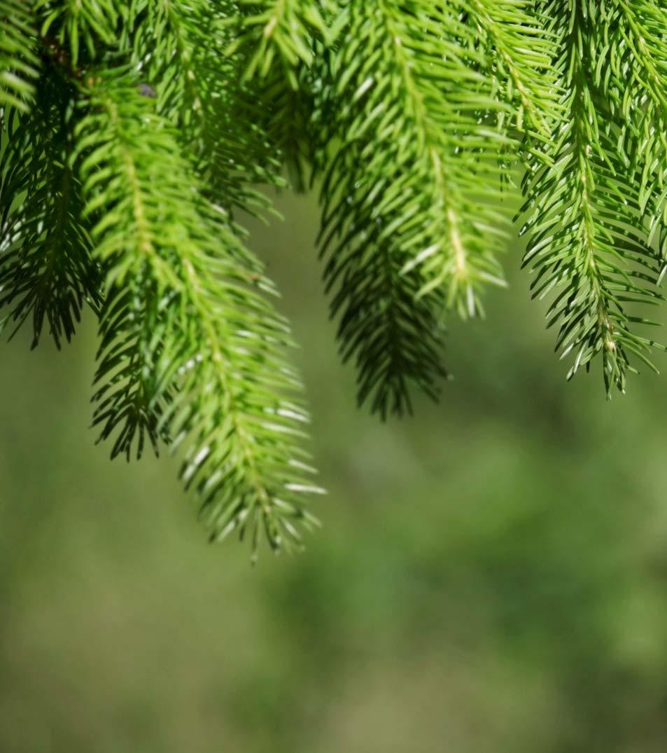 Metsäenergian käyttö on kiertotaloutta Nykyinen metsäenergian käyttö on varsin kestävää ja ilmastoystävällistä Metsäteollisuuden sivutuotteet (kuori, puru, bioliemet) Hakkuutähteet (oksat, latvukset,