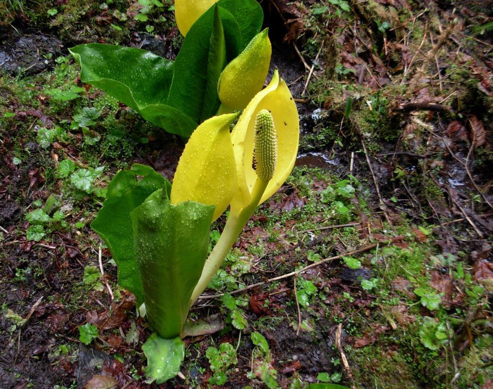 Keltamajavankaali (Lysichiton americanus) Kookas, puoli metriä korkea vehkakasvi. Yksi kasviyksilö peittää neliömetrin alueen.