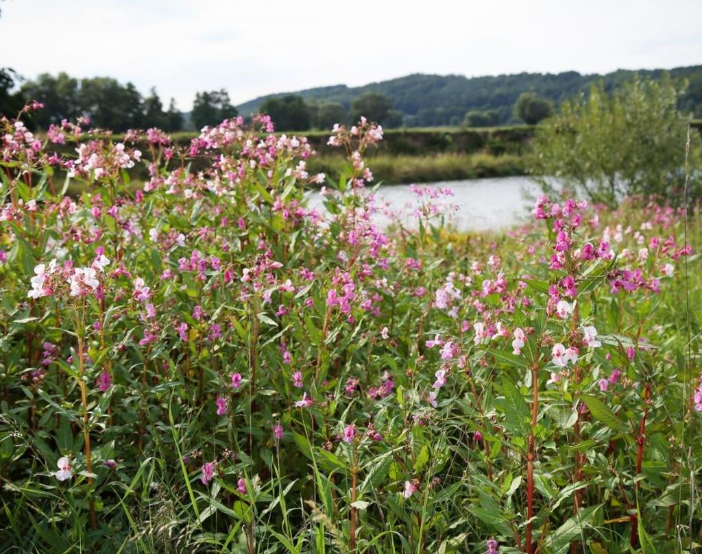 Jättipalsami (Impatiens glandulifera) Paukkupalsami 1,5-2,5 metrin