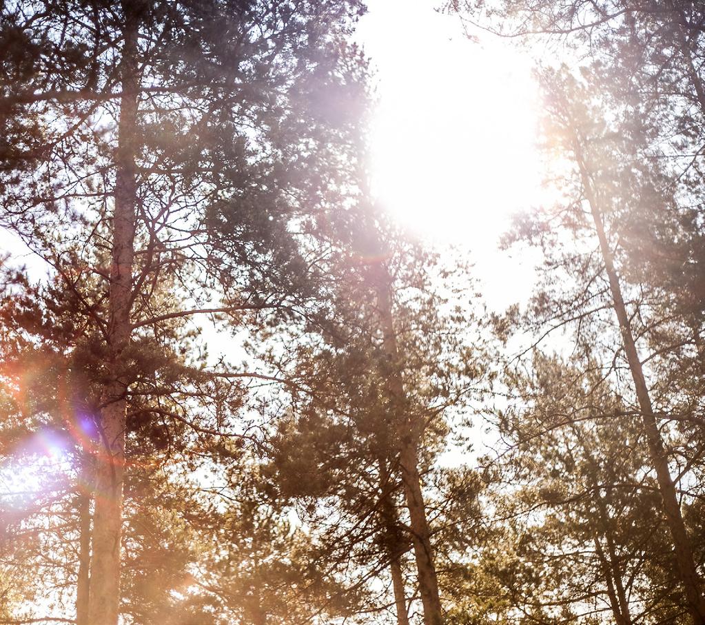 Luontotoiminta kokoaa yhteen Helsingin kaupungin nuorisopalveluiden tarjoamat luonto- ja ympäristöpainoitteiset palvelut kouluille ja muille ryhmille.