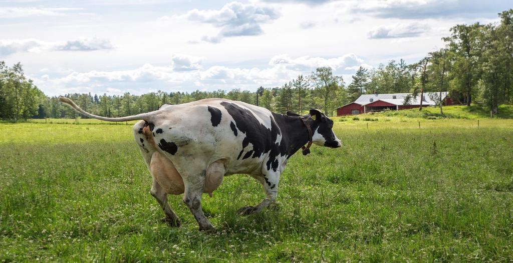 Euroopan maaseudun kehittämisrahasto