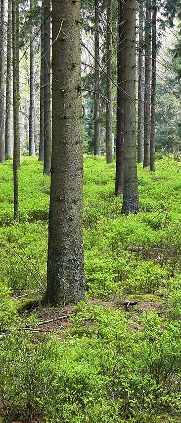 Suomen luomukeruuala on noin kolmannes koko maailman luomukeruualasta.