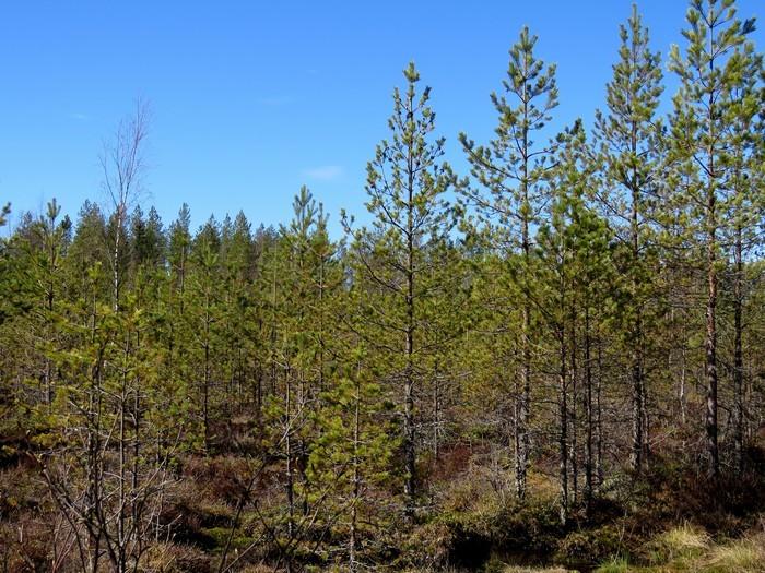 13 Kuva 10. Voimalapaikka WT2 kuvattu lounaaseen. Matala hiekkadyyni, taimikkoa ja nuorta kasvatusmetsikköä. Kuva 11. Voimalapaikka WT1 kuvattu pohjoiseen. Matalia hiekkadyynejä, taimikkoa. 4.