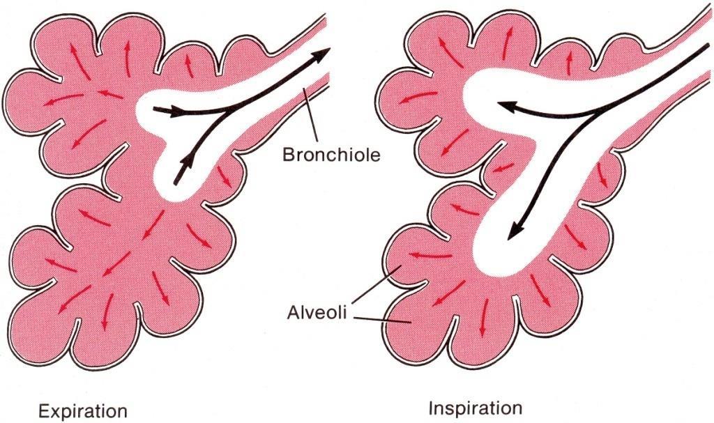 Esim. Keuhkoen toiminta Miksi alveolit eivät mene