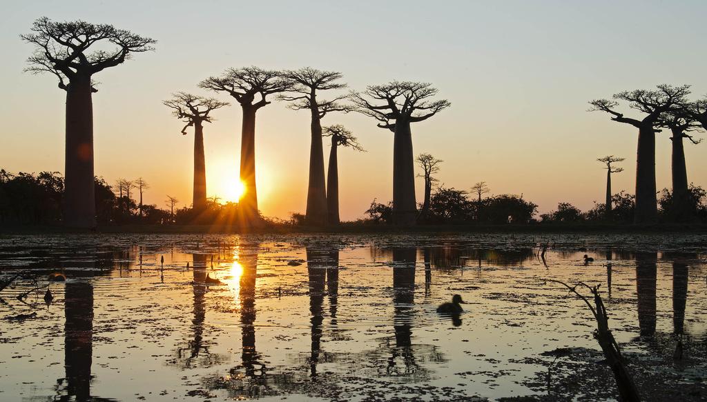 Suomen Kuvausmatkat oy MADAGASKARIN KIERTOMATKA 2019 Aika: Kesto: Ryhmäkoko: Hinta: Su 29.9. - To 17.10.2019 19 pv 11 henkilöä + matkanjohtaja 6.280 eur* * Sis.