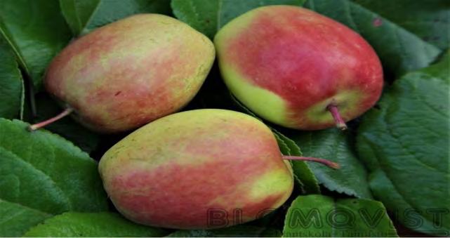 Ra+++Ca+ ASTIA Snygg Kesälajike I-V 3-8 m Kuiva-tuore I LK 30,00 Punaviiruinen, imelänhapokas, mehukas omena. Pienehkö puu, sopii säleikköön!