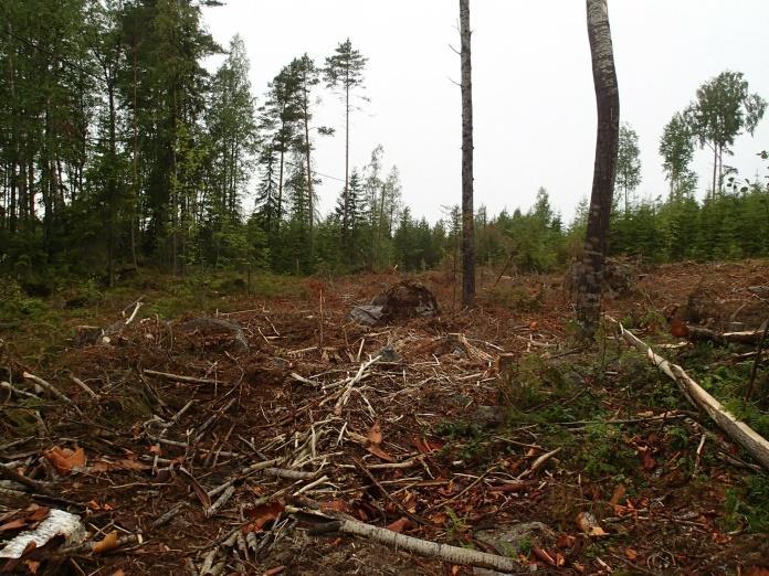 Oikea kuva: Metsämaastoa Karsikonsaaren luoteispuolella.