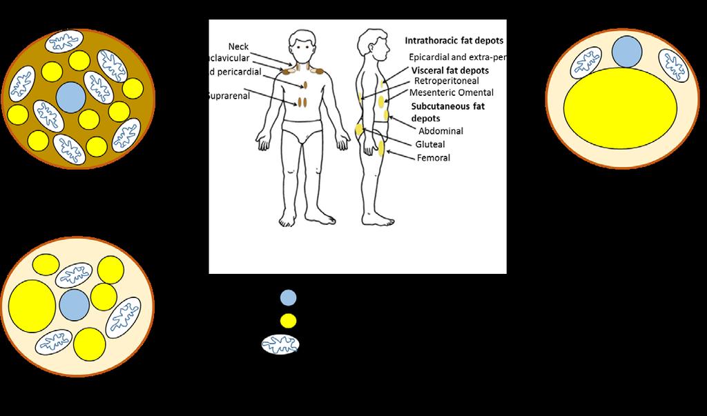 Review of literature 19 In rodents and newborns BAT is located predominately in the interscapular region referred to as the classic BAT depot.