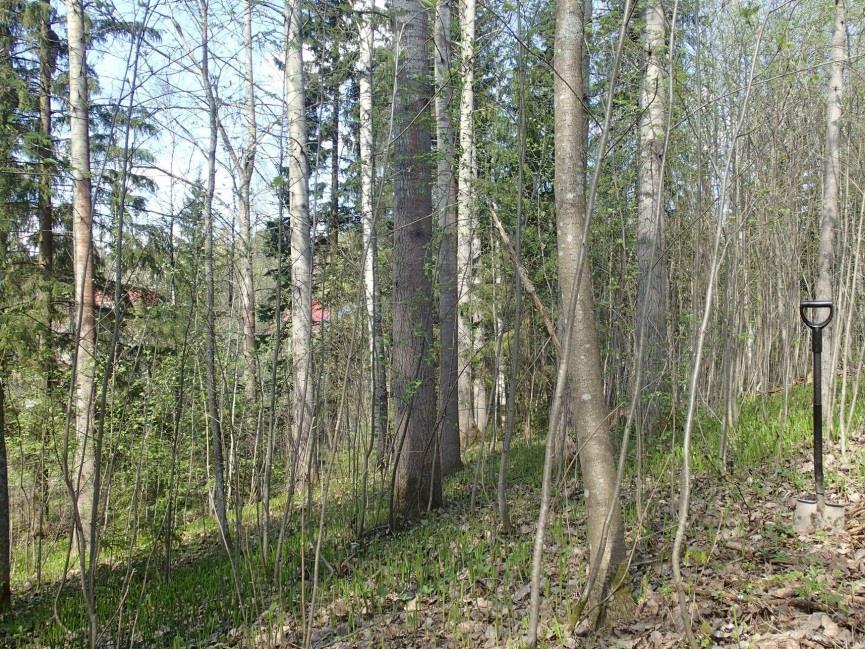 kaava-alueen pohjoisosassa.