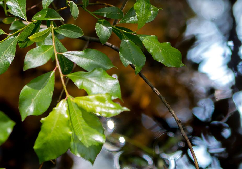 3 Laajuus Kouluesuseen suunnitellaan tilat liitteenä olevia ohjeellisia tilaluteloja soveltaen.