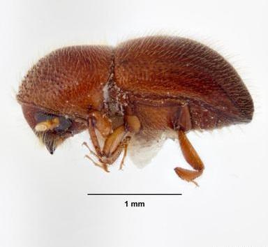 crassiusculus kaarnakuoriainen (moni-isäntäinen) Xylella fastidiosa bakteeri