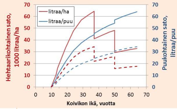 Millainen koivikko