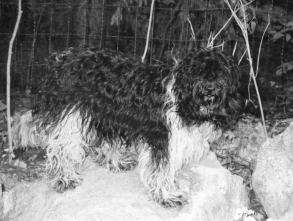 LUMIKUONO ARDITA PERRITA FIN25550/97 Nalle-Haukun Castor * Gatine du Clos des Gervalines M Jänisniemi/A Karinen & Kasv Tampere kv 20-21.3.1999 Carl-Johan Adlercreutz, Ruotsi Mycket god typ.