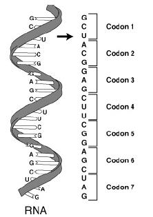 Codons and